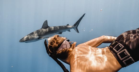 Oahu: Cage-Free Shark Diving Adventure