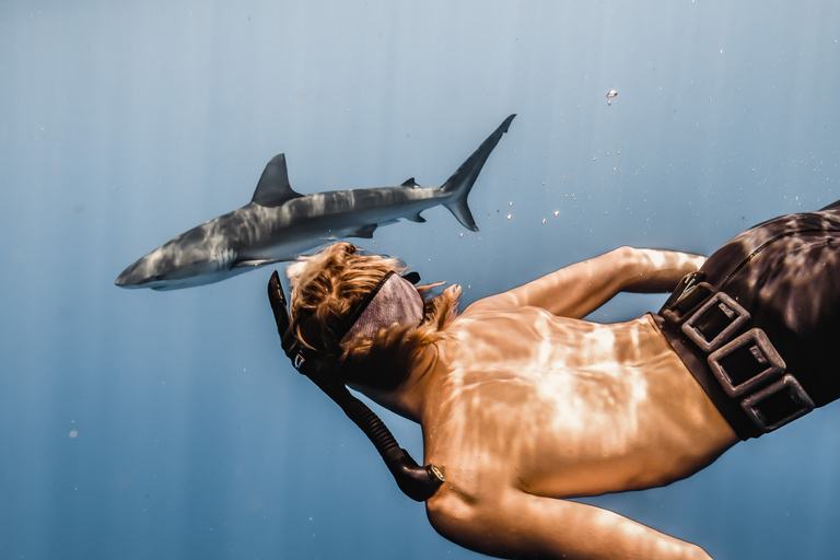 Oahu: Cage-Free Shark Diving Adventure Oahu: Cage-Free Shark Diving Adventure with Photos