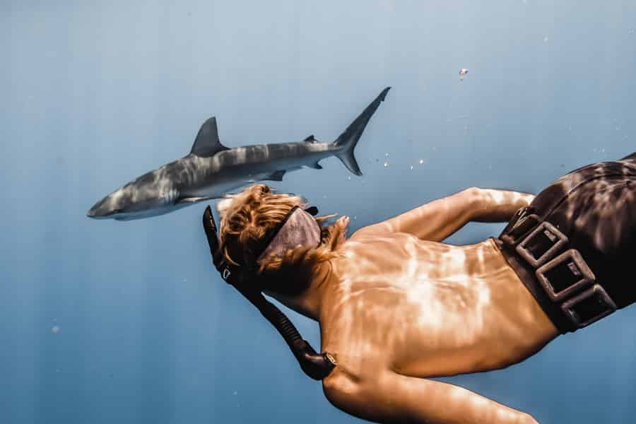 Oahu: Tauchabenteuer mit Haien ohne Käfig. Foto: GetYourGuide