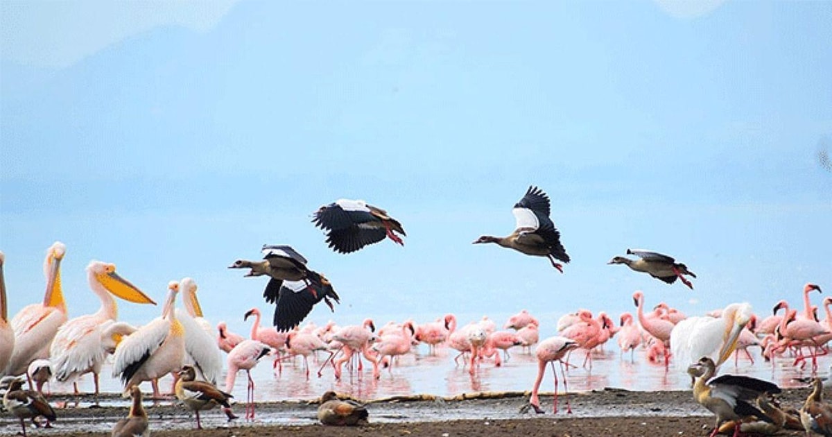 Nairobi: Day Tour to Lake Elementaita National Park | GetYourGuide