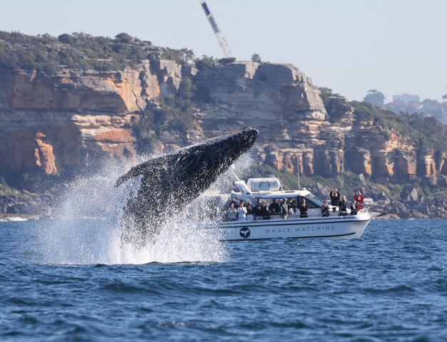 Bondi: Whale Watching Cruise with Aboriginal Walking Tour