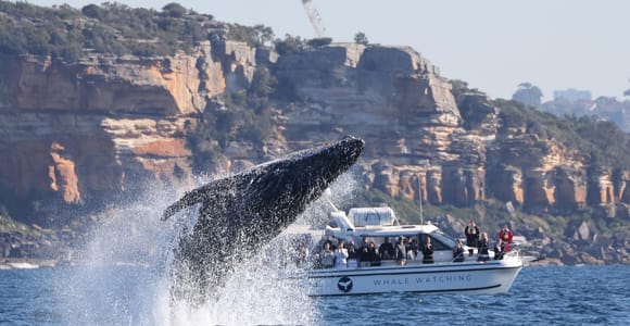 Bondi: Whale Watching Cruise with Aboriginal Walking Tour