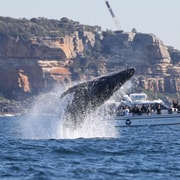 Bondi: Whale Watching Cruise with Aboriginal Walking Tour