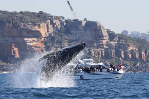 Bondi: Whale Watching Cruise with Aboriginal Walking Tour - Image 3