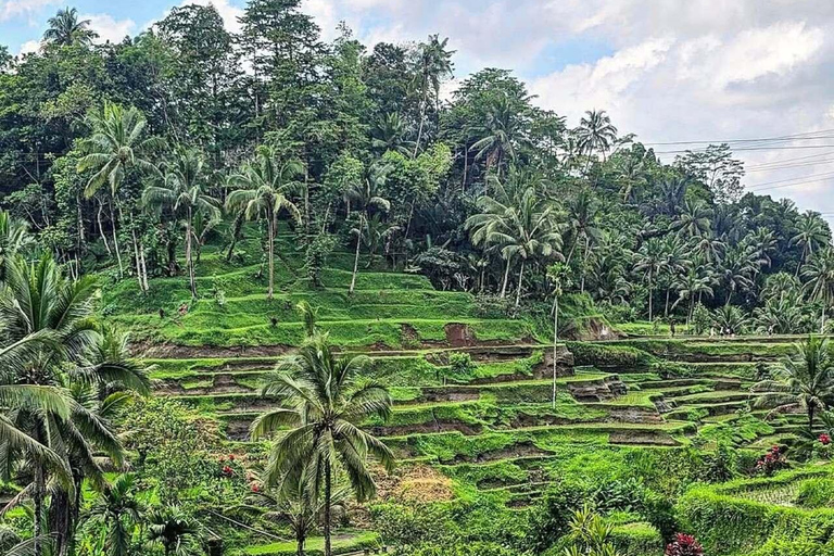 Bali: Ubud Swing, Rice Terrace & Temple Private Day Tour
