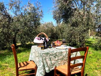 Maremma: Cata de aceite con picnic entre olivos