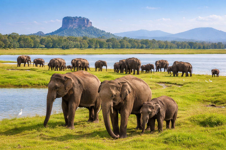 Colombo: Polonnaruwa & Minneriya Safari - Drop Sigiriya