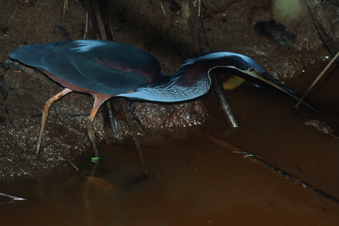 4 Day Manu Jungle Trip from Cusco