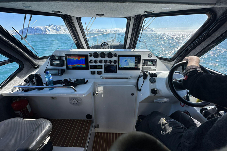 Tromsø: Observación de Orcas y Ballenas Excursión en barco climatizado confortableTromso: Excursión en barco climatizado confortable para avistar orcas y ballenas