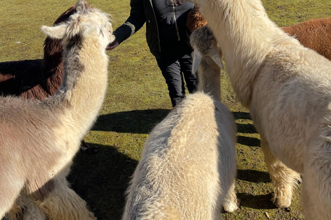 Roy, Washington : randonnée avec des lamas et rencontre avec des alpagas