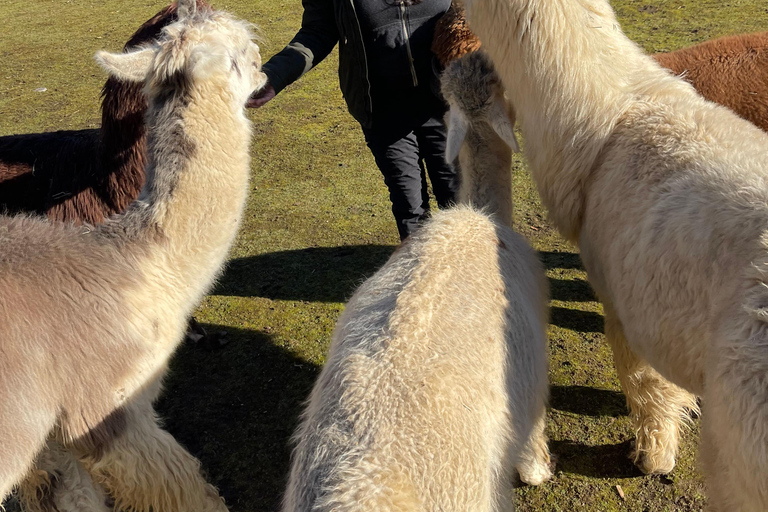 Roy, Washington : randonnée avec des lamas et rencontre avec des alpagas