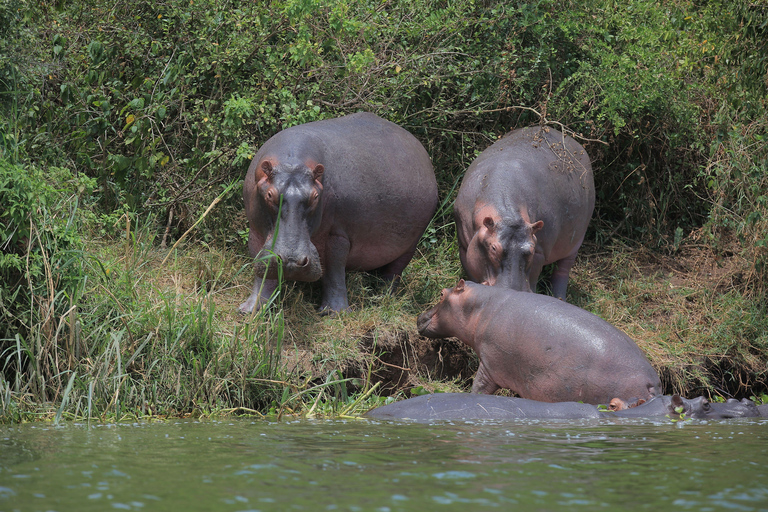 Zachodnia Uganda; Safari z gorylami, Szympansami i Wielką Piątką