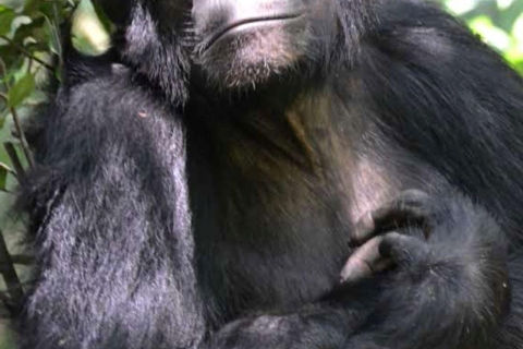 5 Tage Gorillatrekking, Schimpansenspuren und PirschfahrtenBudget Tour