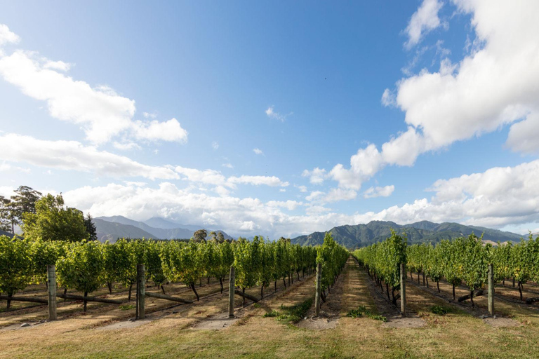 Christchurch: Waipara Wine Tour with Tastings & Lunch
