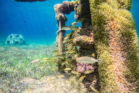 Nassau: gita di un giorno a Sun Cay, snorkeling, incontro con l'iguana e pranzo