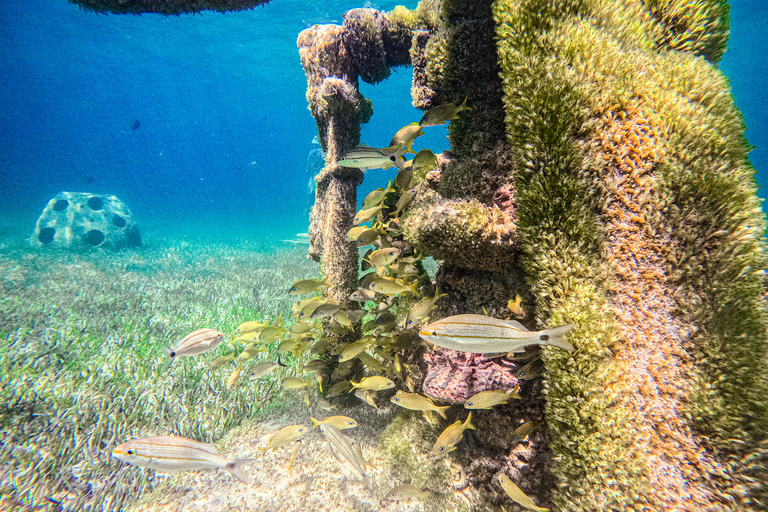 Nassau: gita di un giorno a Sun Cay, snorkeling, incontro con l'iguana e pranzo