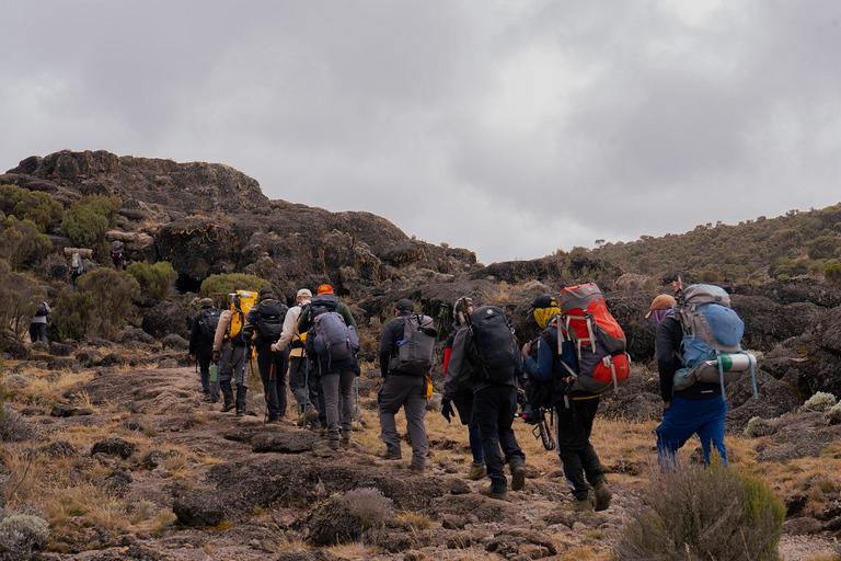 Moshi: Kilimanjaro Day Trip – Londorossi Gate hike to Shira