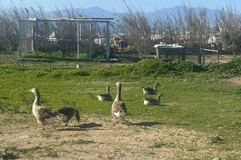 Aventure familiale en jeep à Mykonos : Ferme, vignoble et plage