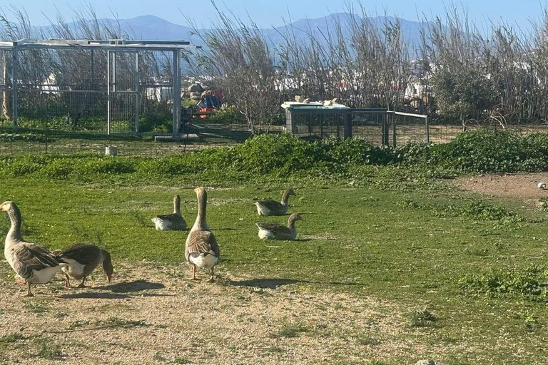 Aventure familiale en jeep à Mykonos : Ferme, vignoble et plage