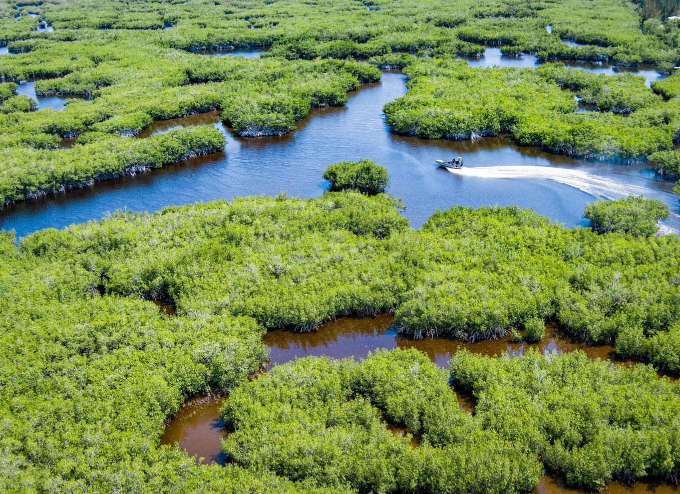 Everglades: Mangrove Maze Airboat Tour og Boardwalk