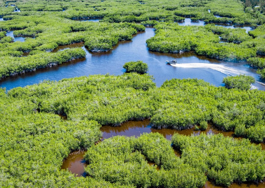 Everglades Mangrove Maze Airboat Tour And Boardwalk Getyourguide