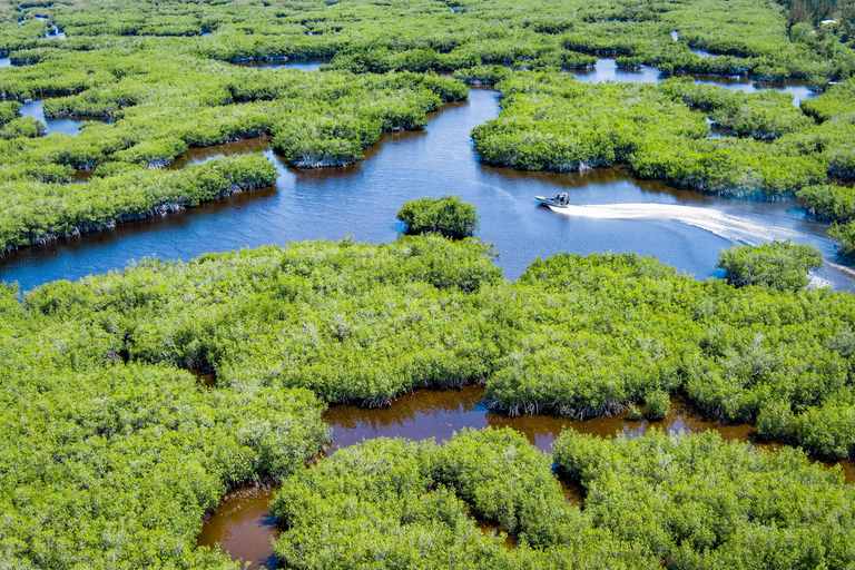 Everglades: Mangrove Maze Airboat Tour and Boardwalk Everglades: Airboat Tour, Buggy Tour, and Boardwalk