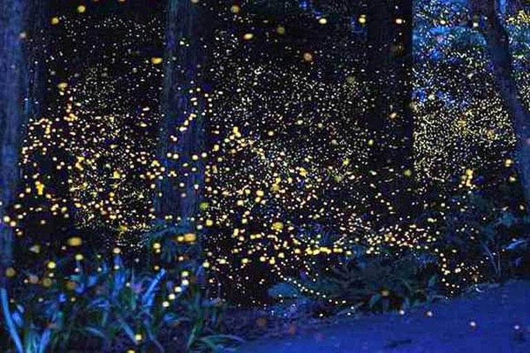 Puerto Princesa: Firefly Watching & Seasonal Plankton Tour Private Tour | Firefly Watching with Buffer Dinner