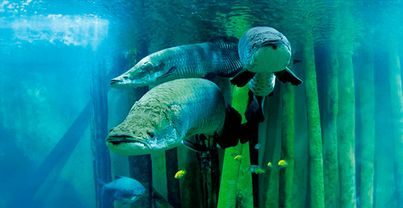 Zaragoza : Ticket für das Aquarium