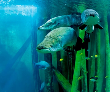 Zaragoza : Aquarium entry ticket