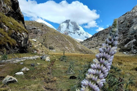 Huaraz : Journée complète Lagune 69 + Lagune Llanganuco