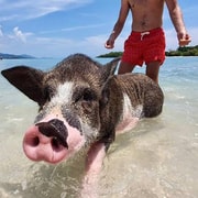 Koh Samui: Koh Madsum & Koh Tan Snorkeling with Pickup Koh Samui: Koh Madsum & Koh Tan Snorkeling with Pickup