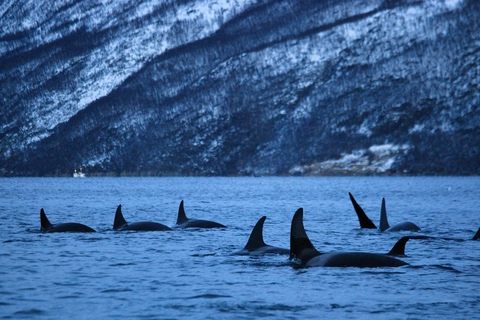 Tromsø: Observación de Orcas y Ballenas Excursión en barco climatizado confortableTromso: Excursión en barco climatizado confortable para avistar orcas y ballenas