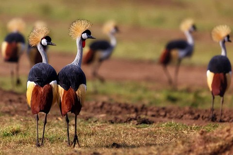 6 jours, safari en groupe au Masai Mara, au lac Nakuru et à Amboseli