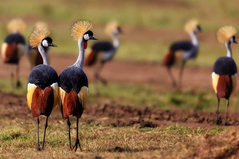 6 dagar, gruppsafari till Masai Mara, Lake Nakuru och Amboseli