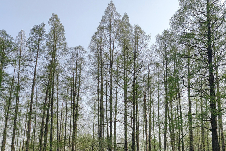 Hangzhou: Customized Tour with Local Guide