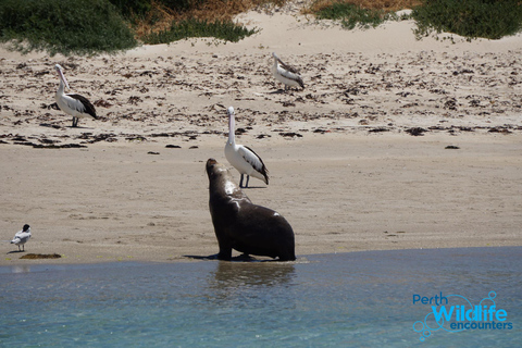 Perth: Rejs z delfinami i dziką przyrodą z lunchem