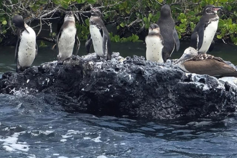 From Isabela Island: Tintoreras Boat Tour & Lunch