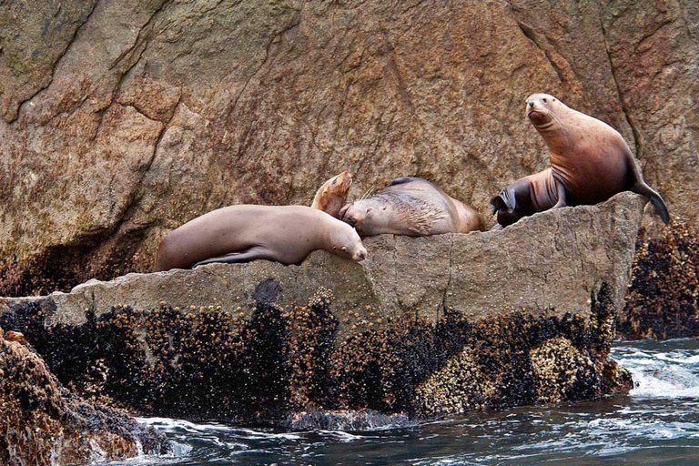 Seward: Resurrection Bay Half-Day Sightseeing Cruise