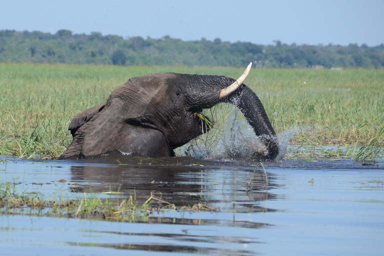 Excursión de un día a Chobe con almuerzo: Desde las cataratas Victoria