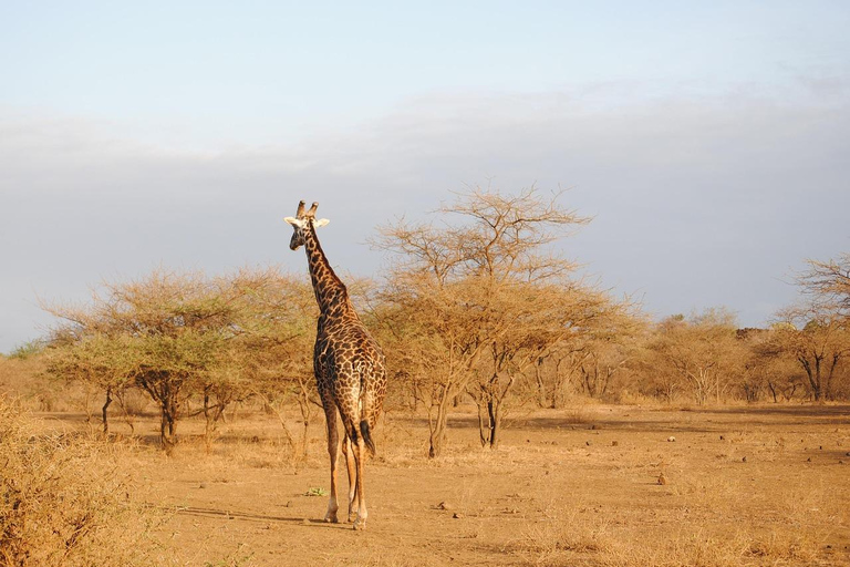 Nairobi: 5-Day Amboseli, Tsavo East & West Safari Tour
