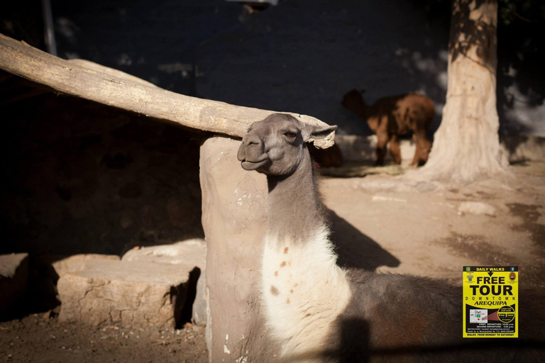 Arequipa: Chili River Rafting and Sunset City Tour