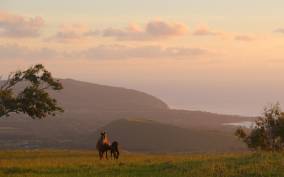 Easter Island: Private horse ride to mount Terevaka