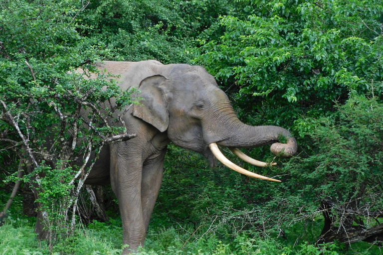 Yala Safari: High-Luxury PRIVATE Tours with Entry Tickets Half Day (6 hours) Safari PRIVATE Tours morning or afternoon