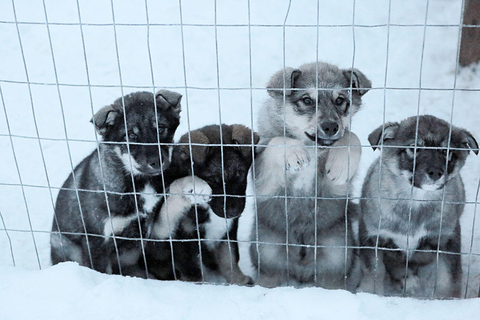 Dogsled and Reindeer Day Trip to Borealis Basecamp