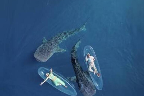 Lombok Trip: Sumbawa Whale Shark Snorkeling Trip with Boat