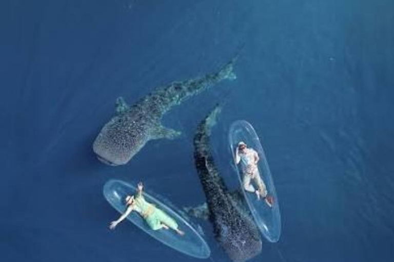 Lombok Trip: Sumbawa Whale Shark Snorkeling Trip with Boat