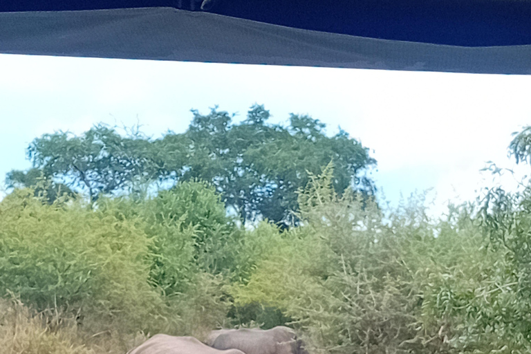 Eswatini: Rhino Walk in Hlane Royal National Park