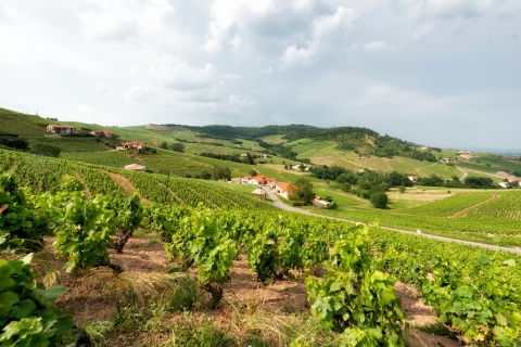 Beaujolais: Segwaytour met wijnproeverij
