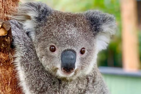Baby Animals, Boomerangs & BBQ Lunch - Image 2