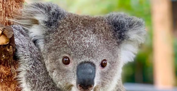 Baby Animals, Boomerangs & BBQ Lunch